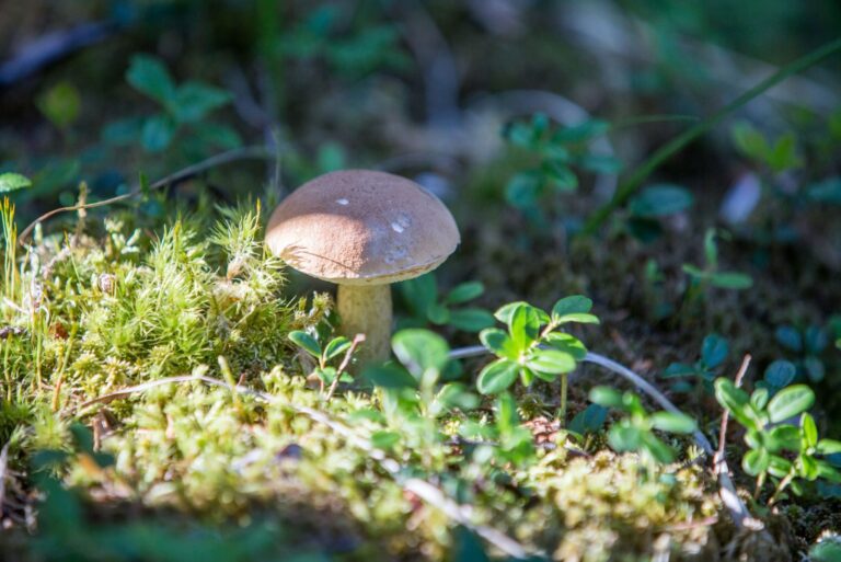 Atsisveikinsime su grybavimu? ES siūloma įvesti ribojimus grybų rinkimui