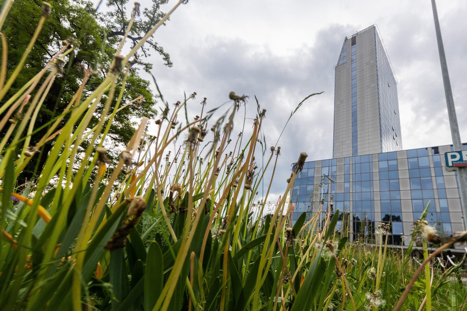 Nešienautos pievos Vilniuje / BNS nuotr.