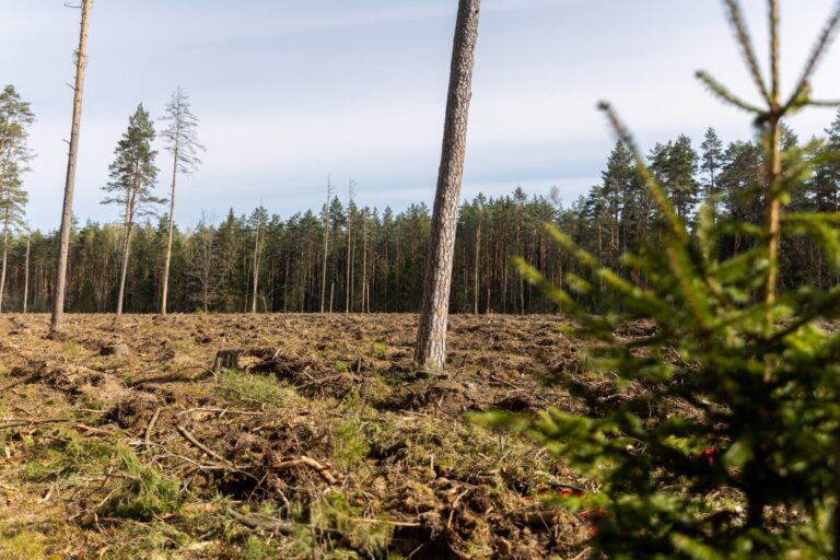 Stabdykime barbarišką Lietuvos miškų kirtimą