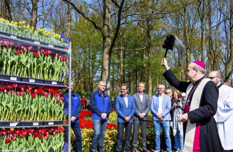Velykoms Šv. Petro aikštę dabins gėlės iš Nyderlandų