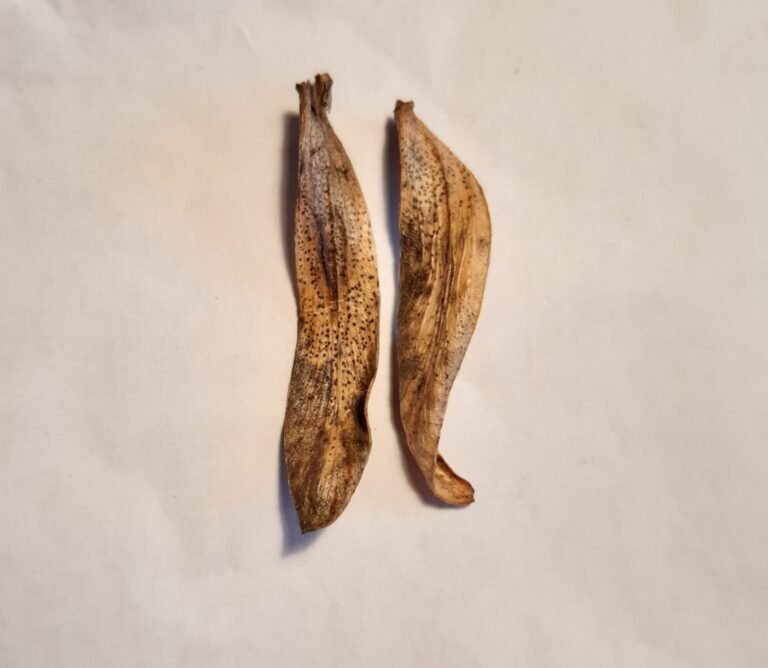 Ant vieno medžio atrastos dvi naujos rūšys Lietuvoje