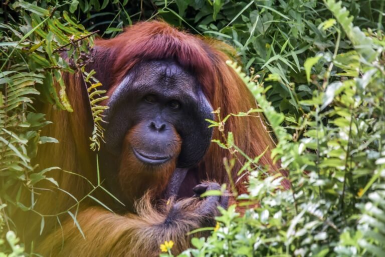 Borneo salos orangutanai patikrinti dėl COVID-19